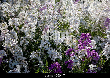 Dames viola (Hesperis matronalis) in fiore in primavera sole Foto Stock