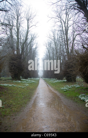 Kingston Lacy, Wimborne Minster, Dorset, Regno Unito percorso attraverso lime avenue con bucaneve Foto Stock