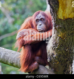 Femmina di Bornean Orangutan seduto su un ramo presso lo Zoo di Dublino. Foto Stock