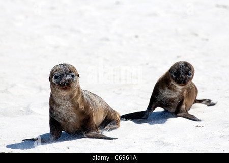 Due giovani Galapagos i leoni di mare sulla spiaggia di Baia Gardner, all'Isola Espanola, Galapagos Foto Stock