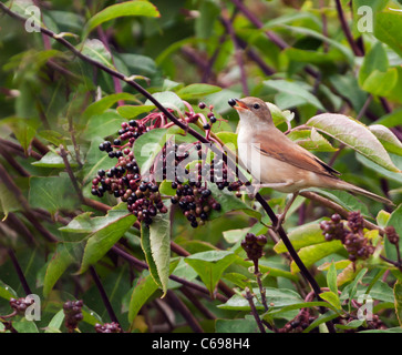 I capretti Whitethroat (Sylvia communis) assaporerete stagionati sambuchi Foto Stock