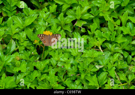 Un Pavone Pansy butterfly si appollaia su un fiore giallo Foto Stock