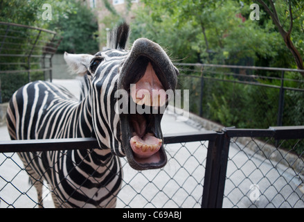 zebra divertente Foto Stock