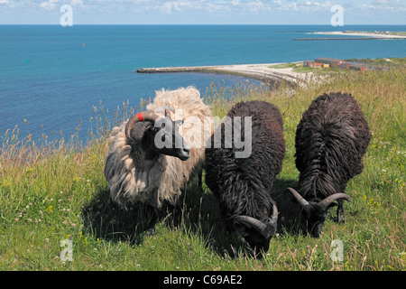 Moorland pecore sull isola di Helgoland; Graue Heidschnucke gehörnte auf Helgoland Foto Stock