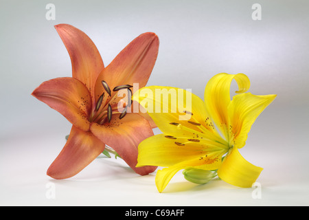 Il giallo e il Peach gigli giacente su un punto bianco sullo sfondo illuminato Foto Stock