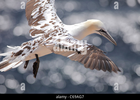 I capretti Northern gannet; Latino: Morus bassanus Foto Stock