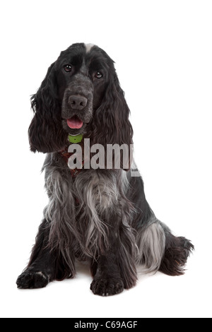 English Cocker Spaniel cane davanti a uno sfondo bianco Foto Stock