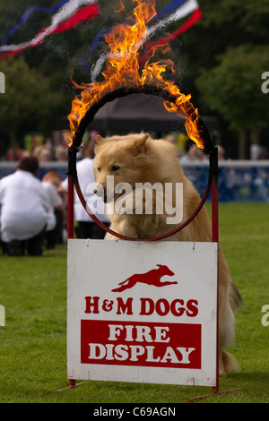 H&M cani di fuochi a Southport Flower Show Showground Victoria Park, 2011 Southport, Merseyside, Regno Unito Foto Stock