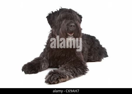 Bouvier des Flandres davanti a uno sfondo bianco Foto Stock