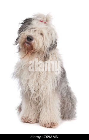 Old English Sheepdog davanti a uno sfondo bianco Foto Stock