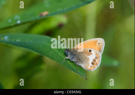 La brughiera di perla (Coenonympha arcania) Foto Stock