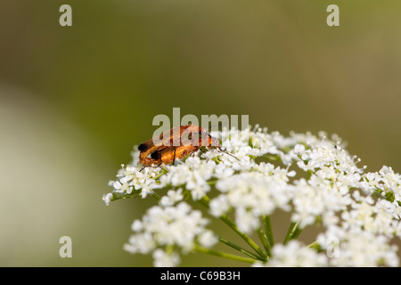 Soldato coleotteri (accoppiamento Rhagonycha fulva ) Foto Stock