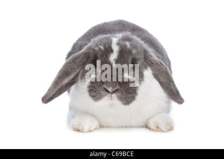 Il coniglio d'angora davanti a uno sfondo bianco Foto Stock