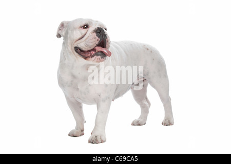 Bulldog inglese di fronte a uno sfondo bianco Foto Stock