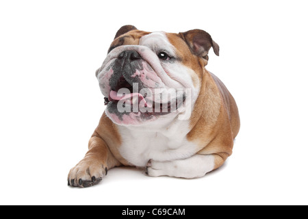 Bulldog inglese di fronte a uno sfondo bianco Foto Stock