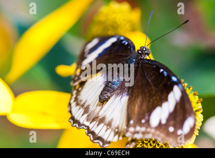 Grande (Eggfly Hypolimnas bolina) su un cono giallo fiore. Foto Stock