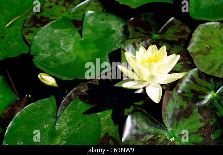 Isolato Marliacea Chromatella giglio di acqua al Palmengarten (giardini botanici) a Francoforte sul Meno in Germania. Foto Stock