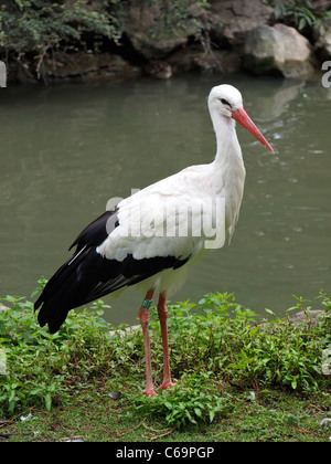 Stork in piedi dal lato dell'acqua, Zooparc de Beauval zoo, Valle della Loira, Francia Foto Stock