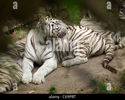 Estremamente rare tigri bianche in zooparc de Beauval in Saint Aignan, Francia. Foto Stock