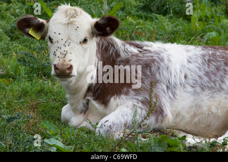 Un vitello che stabilisce in un campo Bos primigenius Foto Stock