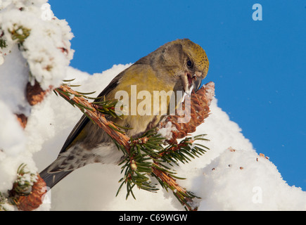 Comune, Crossbill Red Crossbill (Loxia curvirostra). Mangiare femmina semi da un cono di abete rosso. Foto Stock