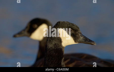 Canada Goose (Branta canadensis), il ritratto di due adulti. Foto Stock