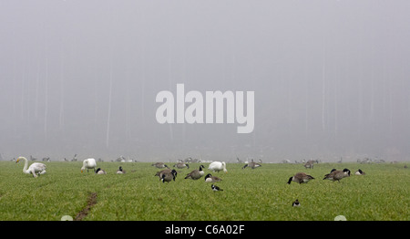 Canada Goose (Branta canadensis). Oche e cigni Whooper (Cygnus cygnus) di pascolare su un campo. Foto Stock