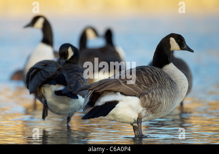 Canada Goose (Branta canadensis), gruppo in piedi in acqua poco profonda. Foto Stock