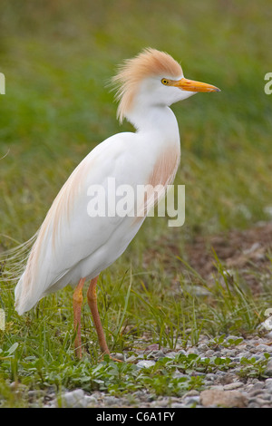 Airone guardabuoi, Buff-backed Heron (Bubulcus ibis, Ardeola ibis) permanente sulla ghiaia. Foto Stock