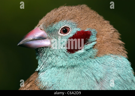 Rosso-cheeked Cordonbleu, Uraeginthus bengalus, Etiopia Foto Stock