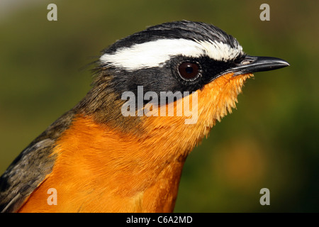 Bianco-browed Robin-Chat, Cossypha heuglini, Etiopia. Foto Stock