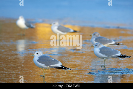 Gabbiano comune (Larus canus). Gruppo in non-allevamento del piumaggio in piedi sul ghiaccio. Foto Stock