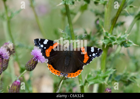 Red Admiral (Vanessa Atalanta) Foto Stock