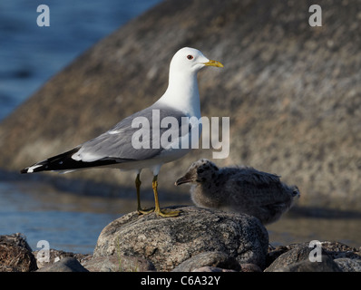 Gabbiano comune (Larus canus). Adulto con pulcino in piedi su una roccia. Foto Stock