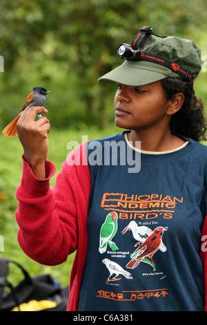 Uccello etiope ricercatore con African Paradise Flycatcher, Terpsiphone viridis, Etiopia Foto Stock