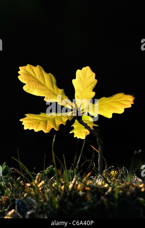 Una piccola quercia (Quercus robur ) alberello in formato ritratto REGNO UNITO Foto Stock