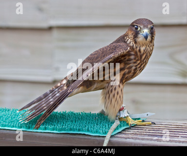 Peregrine-Merlin incroci (falco peregrinus/falco columbarius) Foto Stock