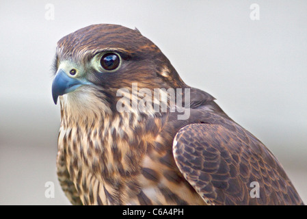 Peregrine-Merlin incroci (falco peregrinus/falco columbarius) Foto Stock