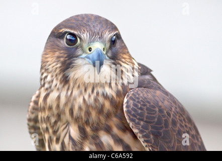 Peregrine-Merlin incroci (falco peregrinus/falco columbarius) Foto Stock