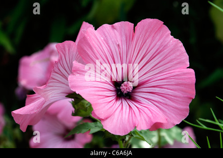 Rose fiorite Malva Silver Cup (Lavatera trimestris), annuale. Foto Stock