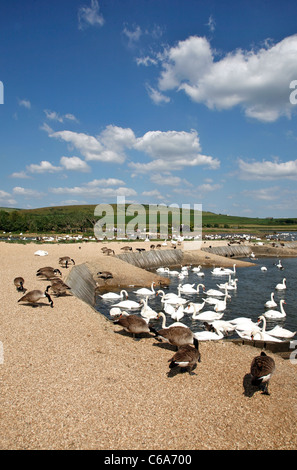 In scena al famoso Abbotsbury Swannery sulla South Dorset Foto Stock