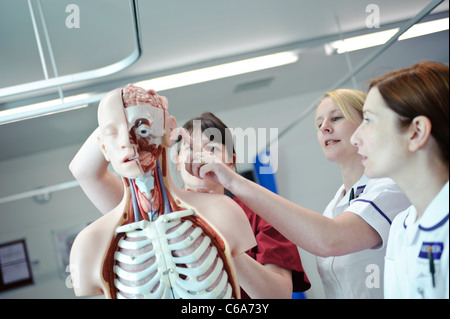 Femmina bianca infermieri dello studente e insegnante interagendo con anatomia umana modello anatomico Foto Stock