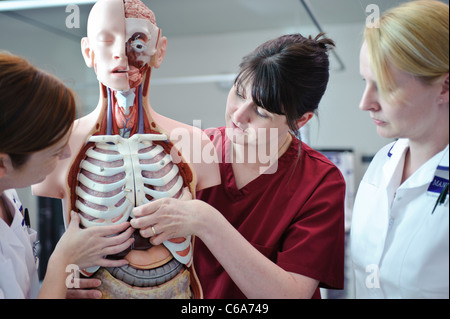 Femmina bianca infermieri dello studente e insegnante interagendo con anatomia umana modello anatomico Foto Stock