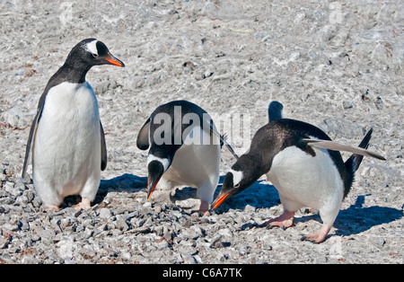 I pinguini di Gentoo (Pygoscelis papua), Gonzalez Videla Base cilena, Penisola Antartica Foto Stock