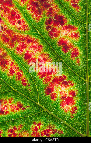 Mosti di uve Nero d'Avola leaf astratta. Grapevine Nero foglia cambia colore e disegno Foto Stock