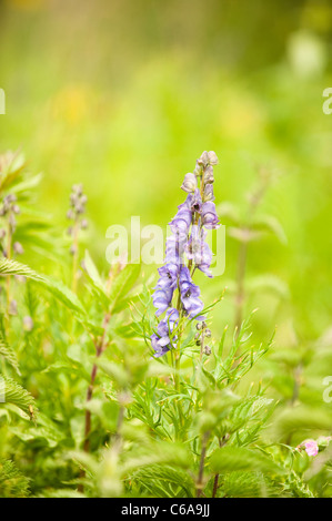 Monkshood, Aconitum napellus, in fiore Foto Stock