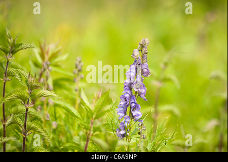 Monkshood, Aconitum napellus, in fiore Foto Stock