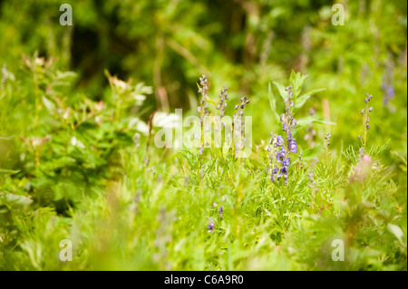 Monkshood, Aconitum napellus, in fiore Foto Stock