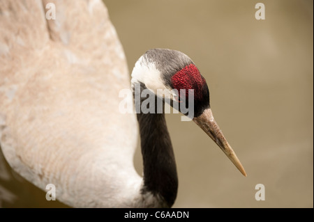 Comune o eurasiatico, gru grus grus, a Slimbridge WWT nel Gloucestershire, Regno Unito Foto Stock