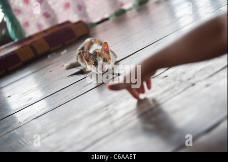 Un gattino gioca con un bambino orfano a Karen orfanotrofio di rifugiati o Nun's School Sangkhlaburi Thailandia Foto Stock
